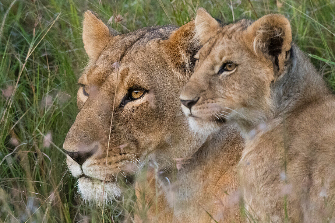 Porträt einer Löwin, Panthera leo, und ihres Jungen, Masai Mara, Kenia. Kenia.