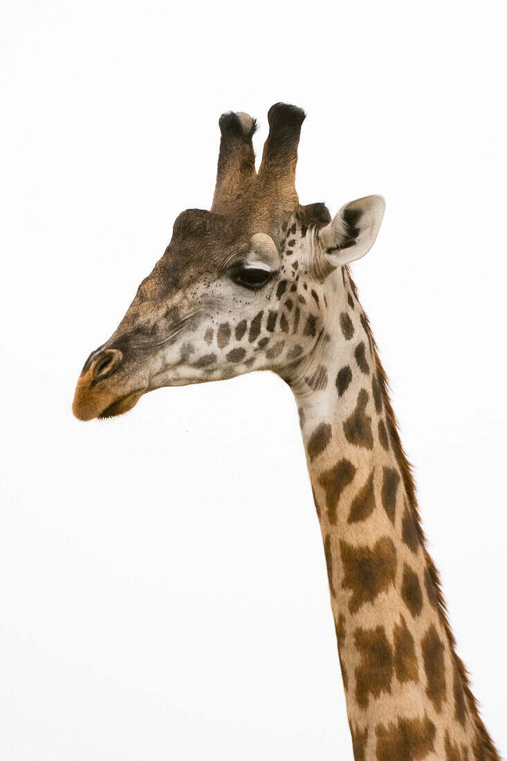 Masai giraffe, Giraffa Camelopardalis Tippelskirchi, Masai Mara National Reserve, Kenya. Kenya.