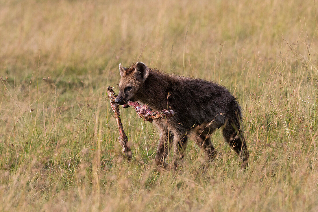 A spotted hyena, Crocuta crocuta, carryng a bone, Masai Mara National Reserve, Kenya. Kenya.