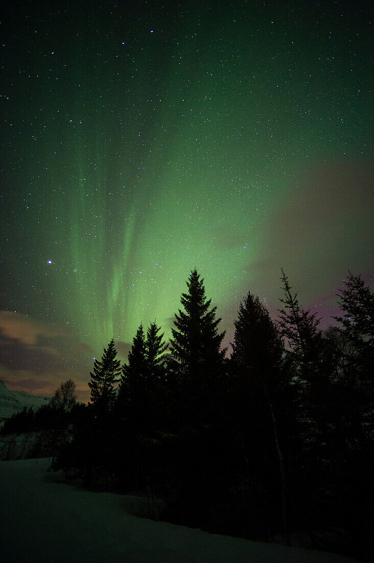 Nordlichter über Kiefern. Laukvik, Nordland, Norwegen.