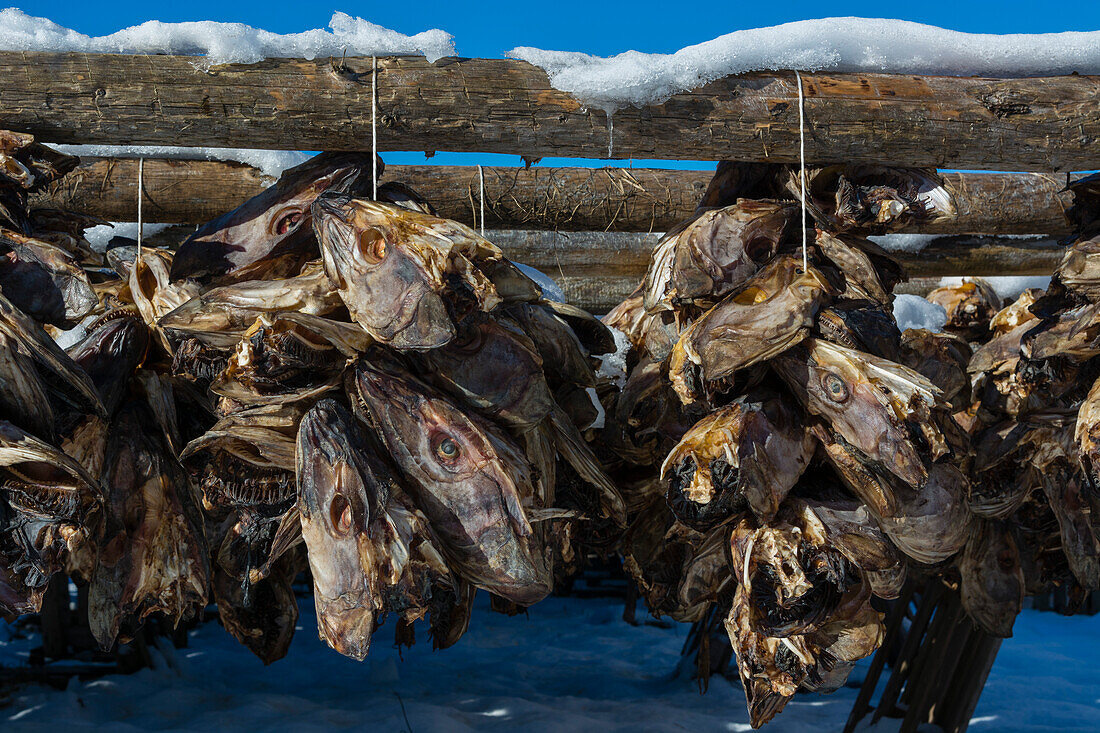 Aufgereihte Kabeljauköpfe, die auf traditionelle Weise an einem Trockengestell hängen. Svolvaer, Lofoten-Inseln, Nordland, Norwegen.