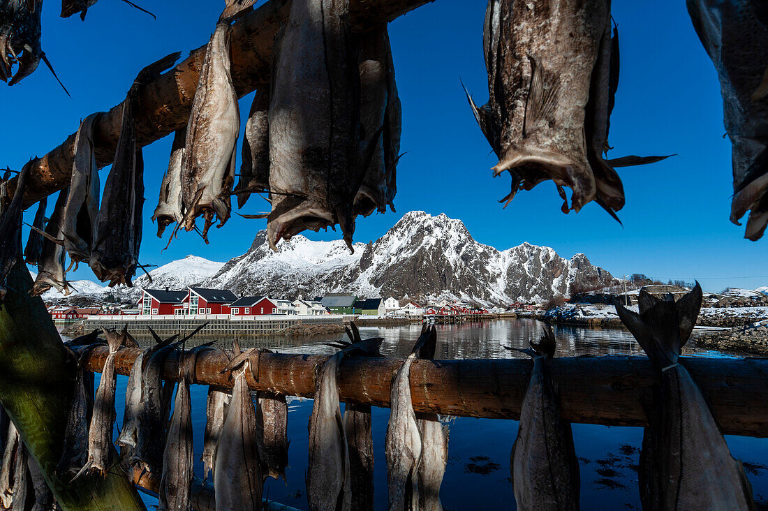 Kabeljau auf traditionellen Trockengestellen. Die Stadt Svolvaer und die Küstenberge sind zwischen den Fischständern zu sehen. Svolvaer, Lofoten-Inseln, Nordland, Norwegen.