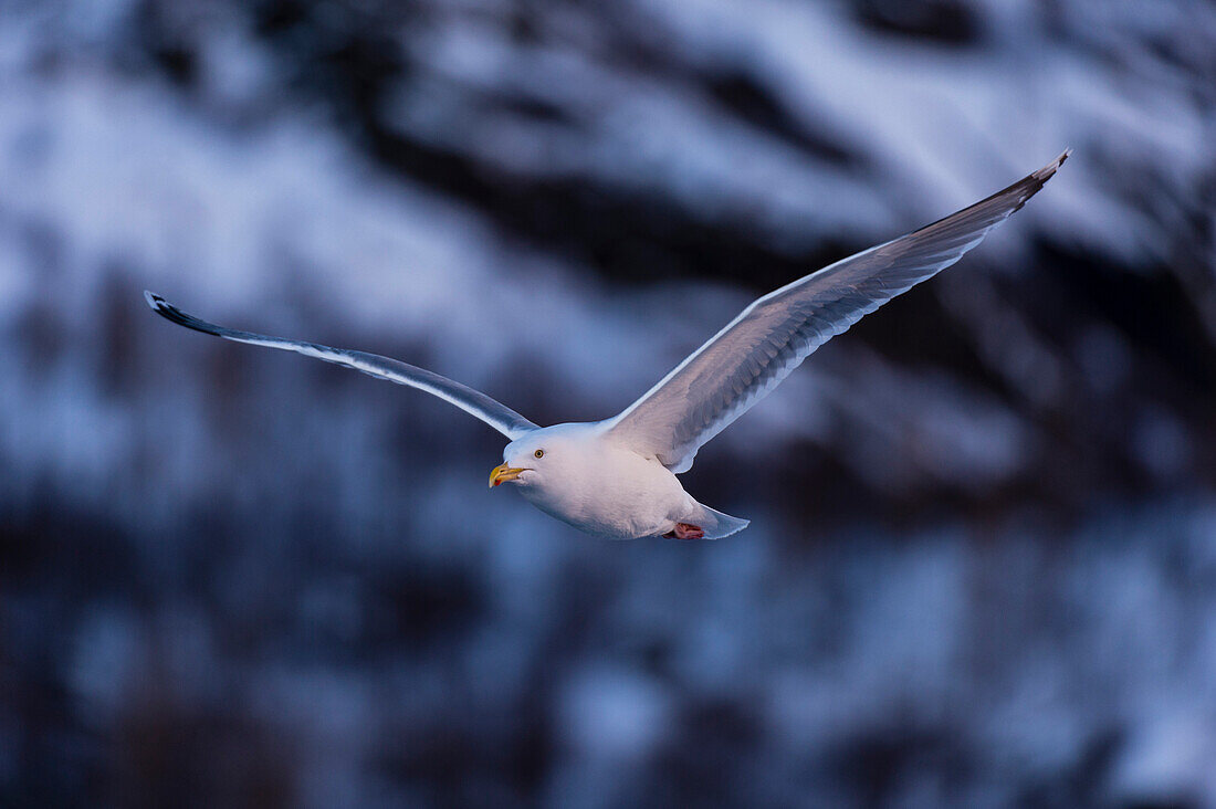 Eine Möwe im Flug. Svolvaer, Lofoten-Inseln, Nordland, Norwegen.