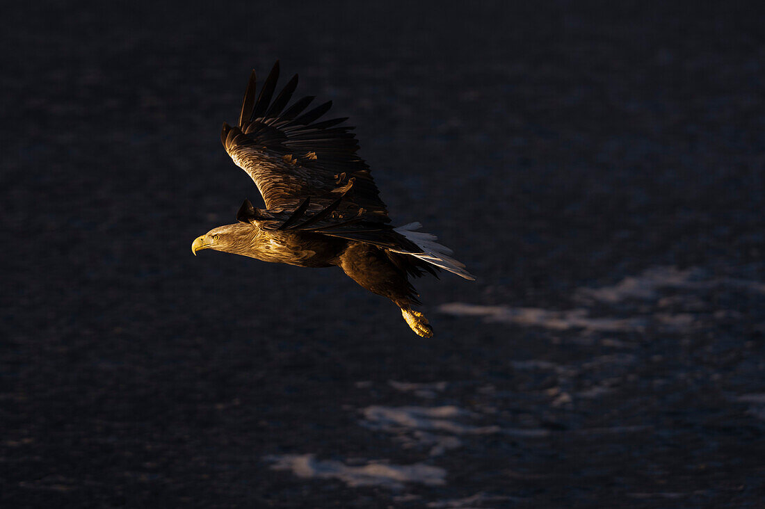 A white-tailed eagle, Haliaeetus albicilla, in flight. Lofoten Islands, Nordland, Norway.