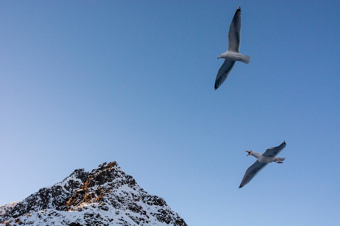 Two seagulls in flight over a snowy mountain peak. Svolvaer, Lofoten Islands, Nordland, Norway.