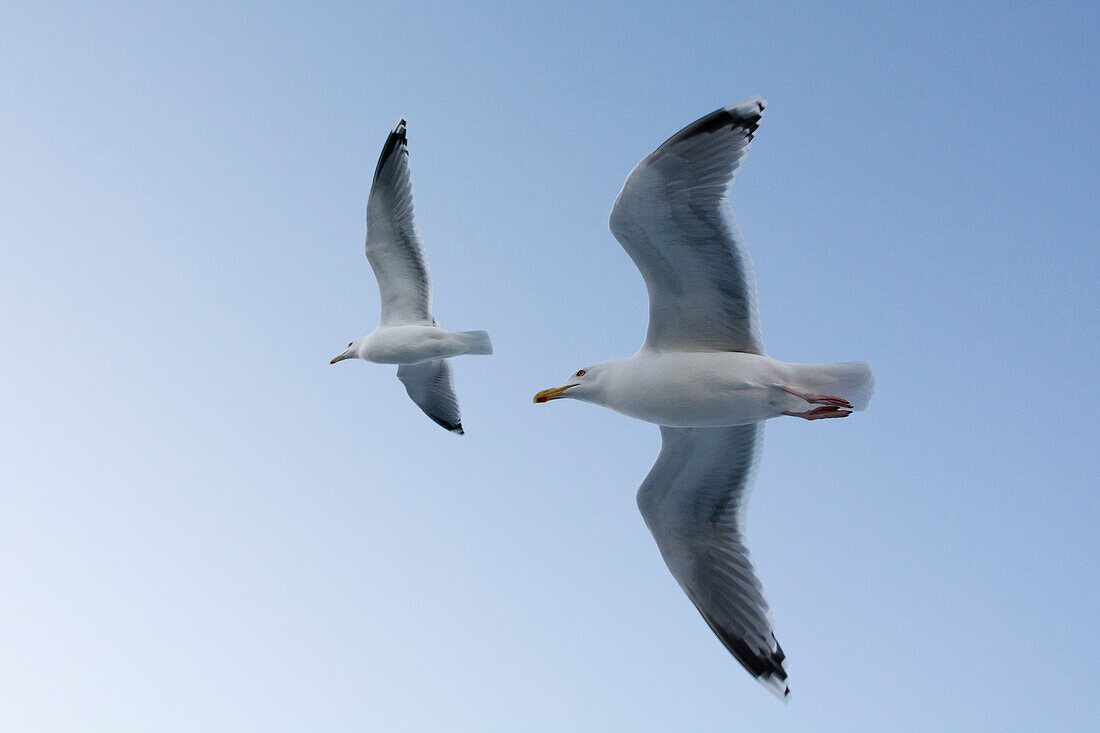 Zwei Möwen im Flug. Svolvaer, Lofoten-Inseln, Nordland, Norwegen.