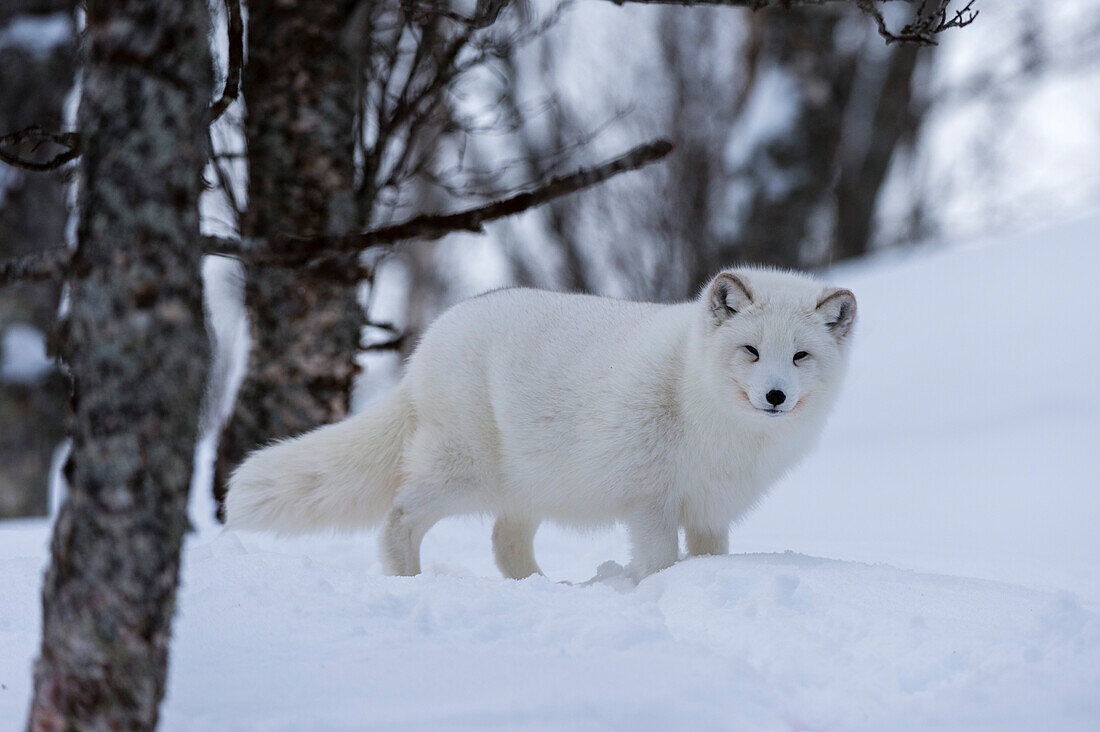 Portrait of an arctic fox, Vulpes lagopus, in the snow. Polar Park, Bardu, Troms, Norway.