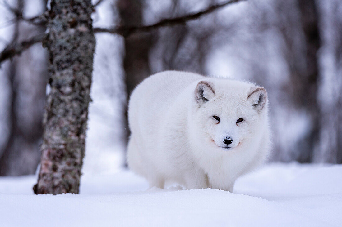 Porträt eines Polarfuchses, Vulpes lagopus, beim Spaziergang im Schnee. Polarpark, Bardu, Troms, Norwegen.