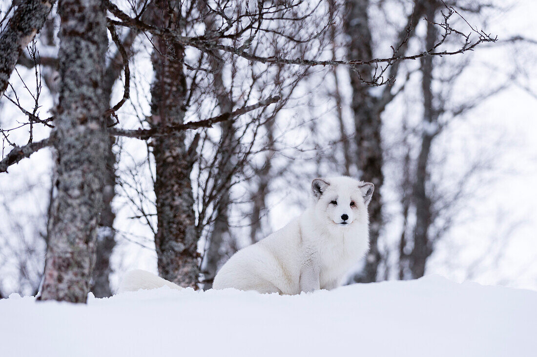 Porträt eines Polarfuchses, Vulpes lagopus, im Schnee. Polarpark, Bardu, Troms, Norwegen.