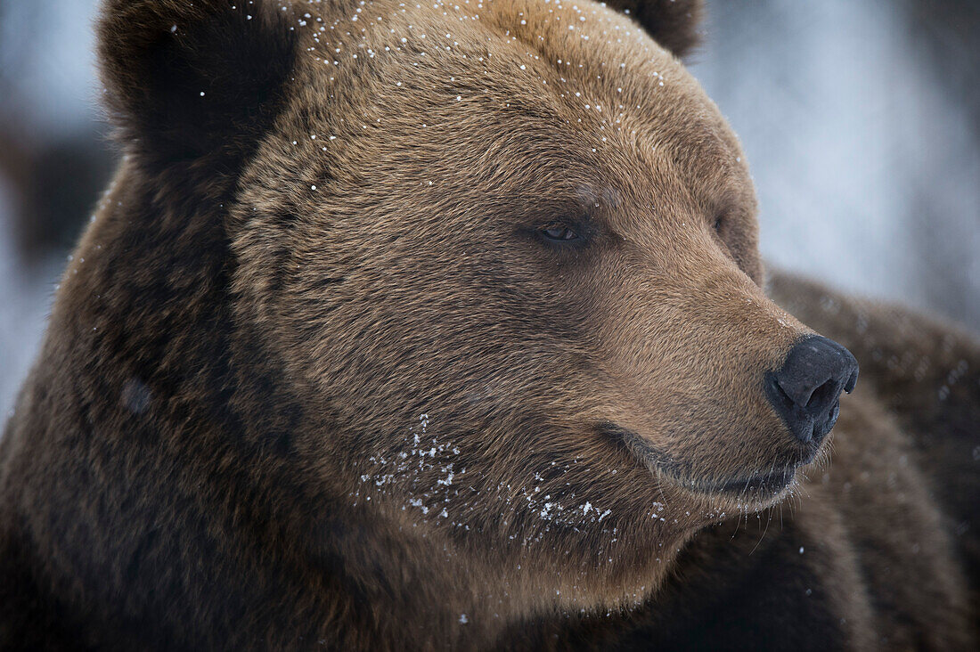Nahaufnahme eines Braunbären, Ursus arctos. Polarpark, Bardu, Troms, Norwegen.