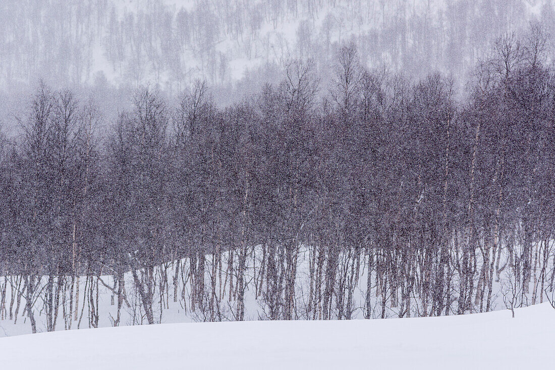 Ein Wald in einem Schneesturm. Bardu, Troms, Norwegen.
