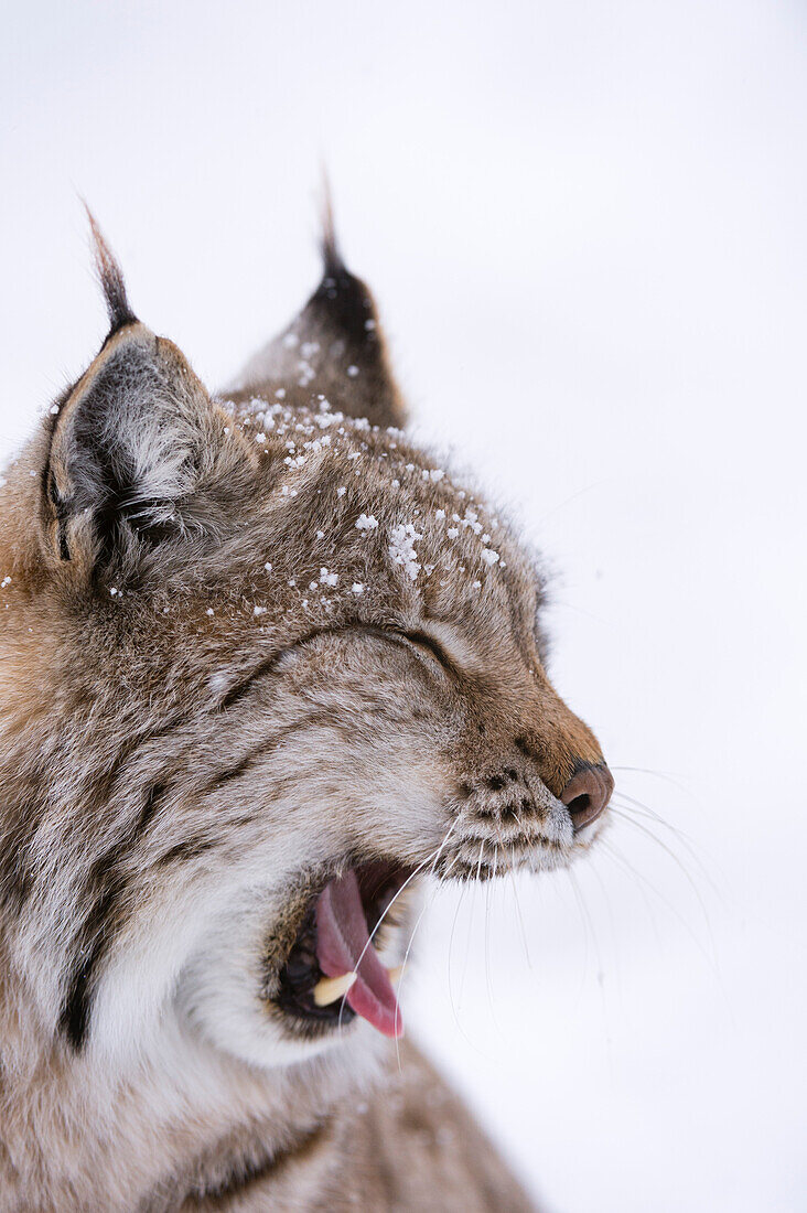 Nahaufnahme eines Europäischen Luchses, Lynx lynx, gähnend. Polarpark, Bardu, Troms, Norwegen.