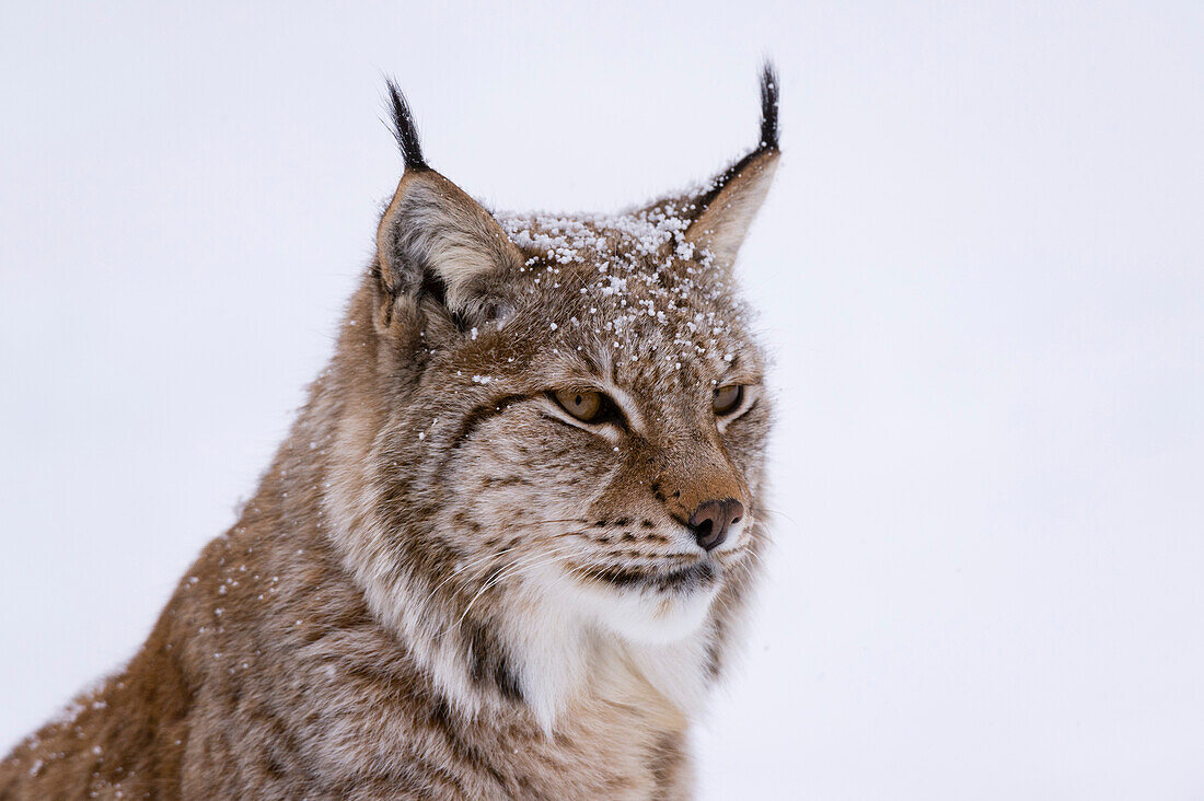 Nahaufnahme eines Europäischen Luchses, Lynx lynx. Polarpark, Bardu, Troms, Norwegen.