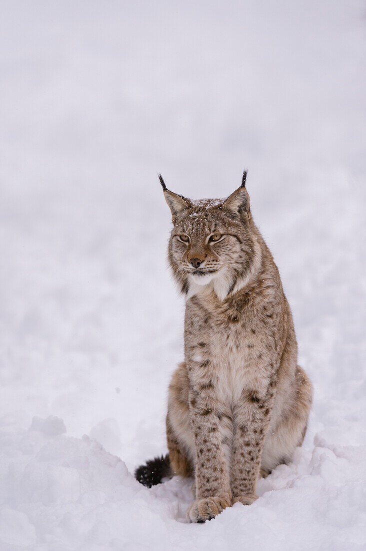 Porträt eines Europäischen Luchses, Lynx lynx, sitzend im Schnee. Polarpark, Bardu, Troms, Norwegen.