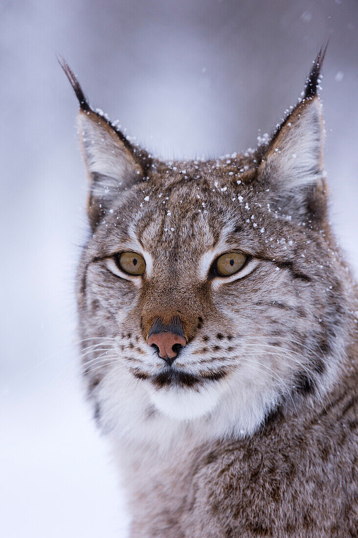 Close up portrait of a European lynx, Lynx lynx. Polar Park, Bardu, Troms, Norway.