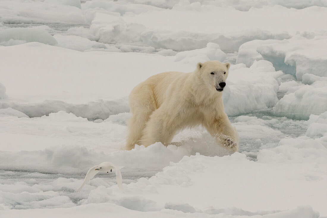 Ein Eisbär, Ursus maritimus, jagt eine Elfenbeinmöwe, Pagophila eburnea. Nordpolareiskappe, Arktischer Ozean