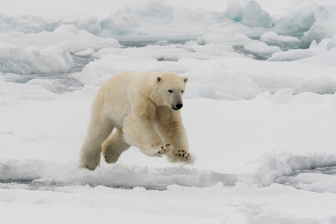 A polar bear, Ursus maritimus, mid-leap. North polar ice cap, Arctic ocean