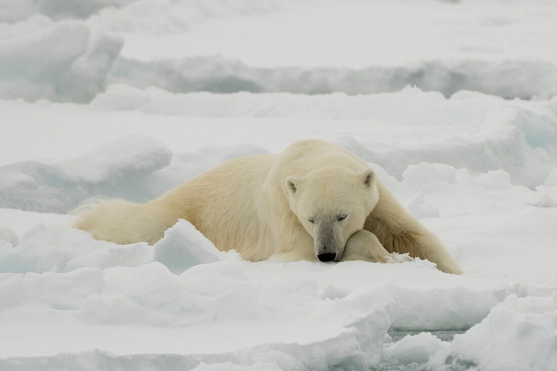 A resting polar bear, Ursus maritimus. North polar ice cap, Arctic ocean