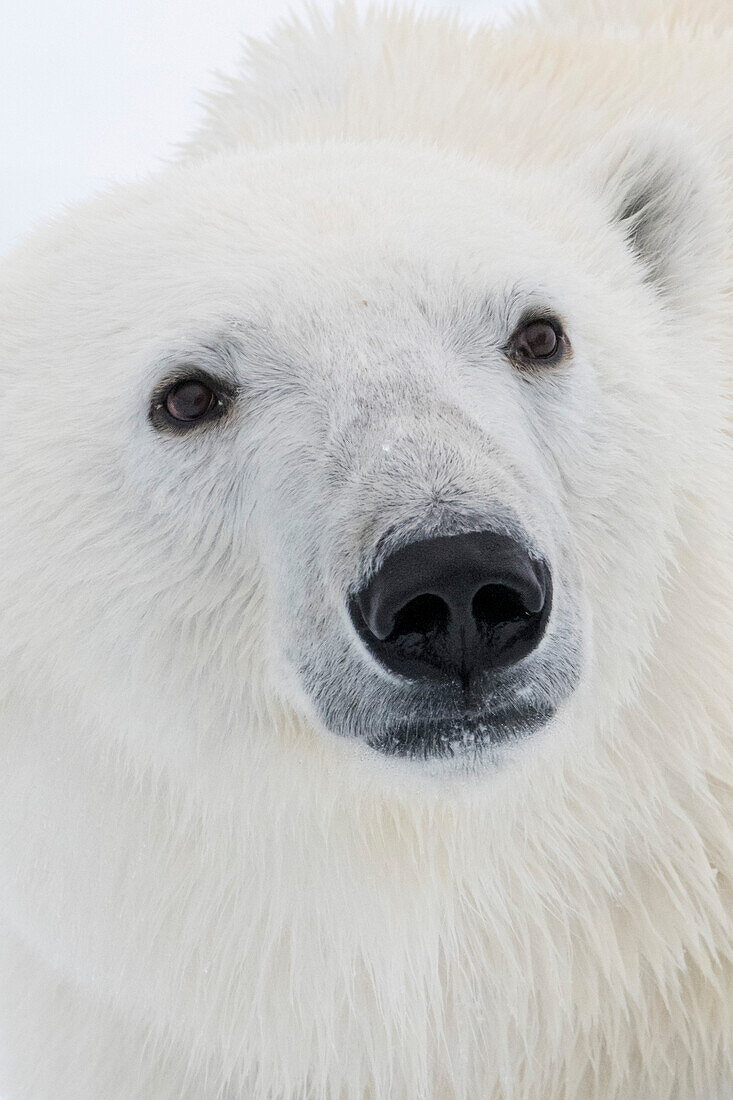 Ein Eisbär-Porträt, Ursus maritimus. Nordpolareiskappe, Arktischer Ozean