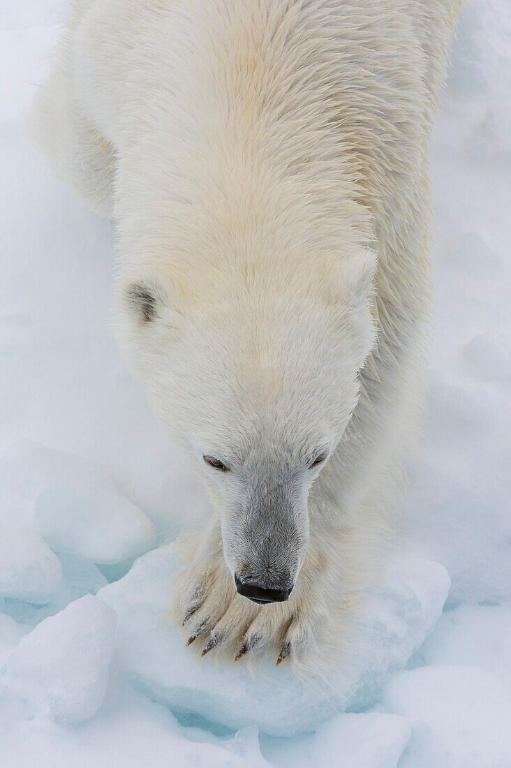 View from above of a polar bear, Ursus maritimus, on the pack ice. North polar ice cap, Arctic ocean
