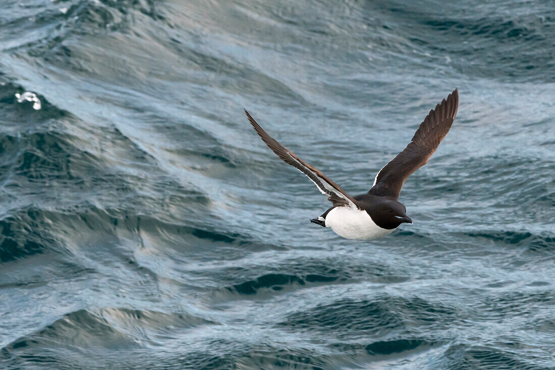 Eine Brunnich's Trottellumme, Uria lomvia, im Flug über den Meereswellen. Nordaustlandet, Svalbard, Norwegen