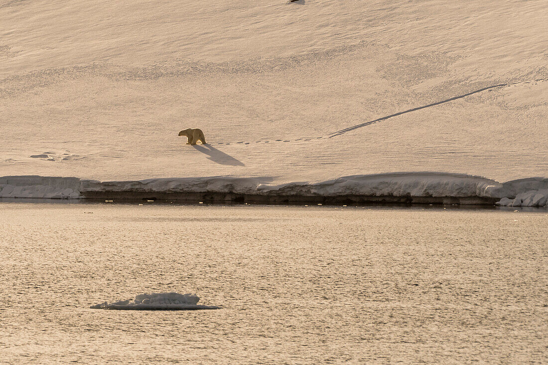 A lone polar bear, Ursus maritimus, at Wilhelmoya island. Hinlopen Strait, Nordaustlandet, Svalbard, Norway