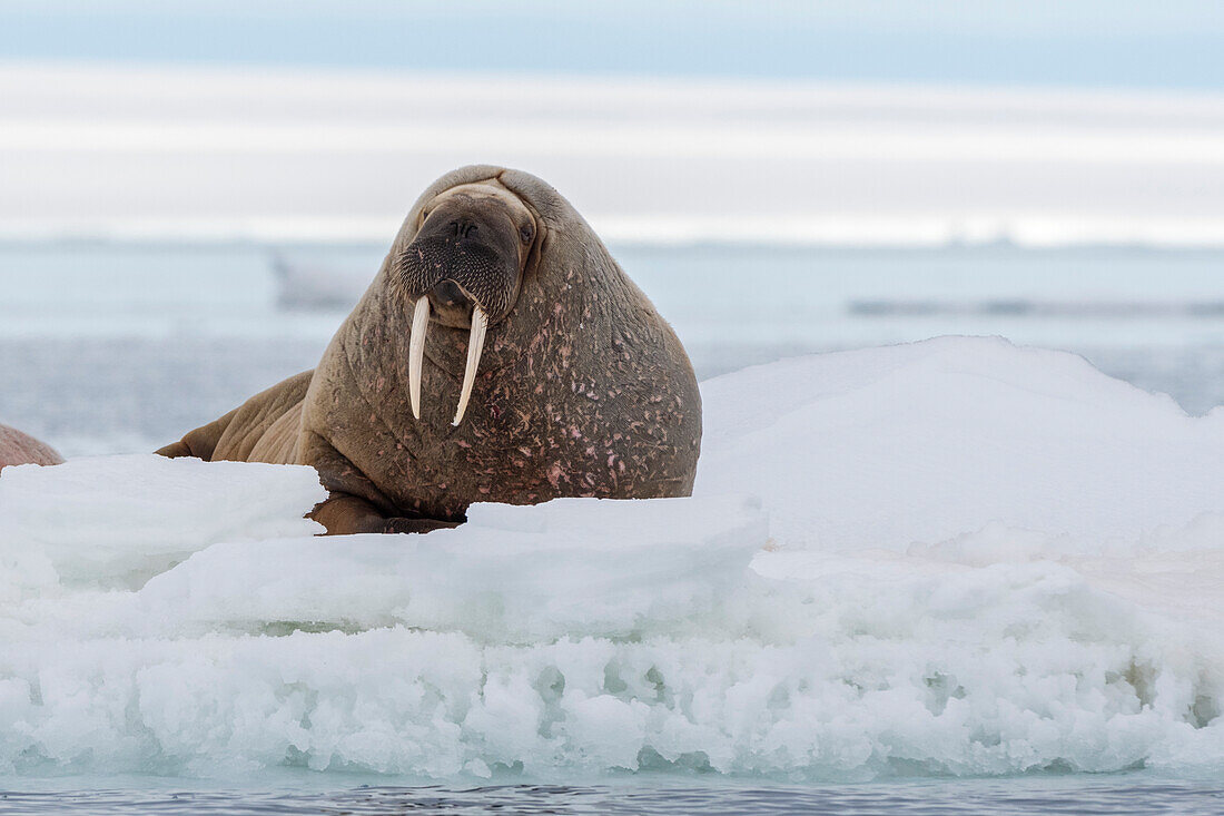 Ein Atlantisches Walross, Odobenus rosmarus, ruht sich auf dem Eis aus. Svalbard, Norwegen