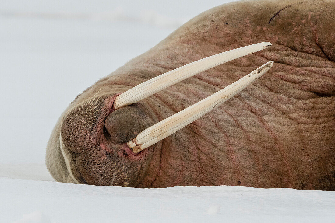 Nahaufnahme eines Atlantischen Walrosses, Odobenus rosmarus, das auf dem Eis ruht. Vibebukta, Austfonna, Nordaustl, Svalbard, Norwegen