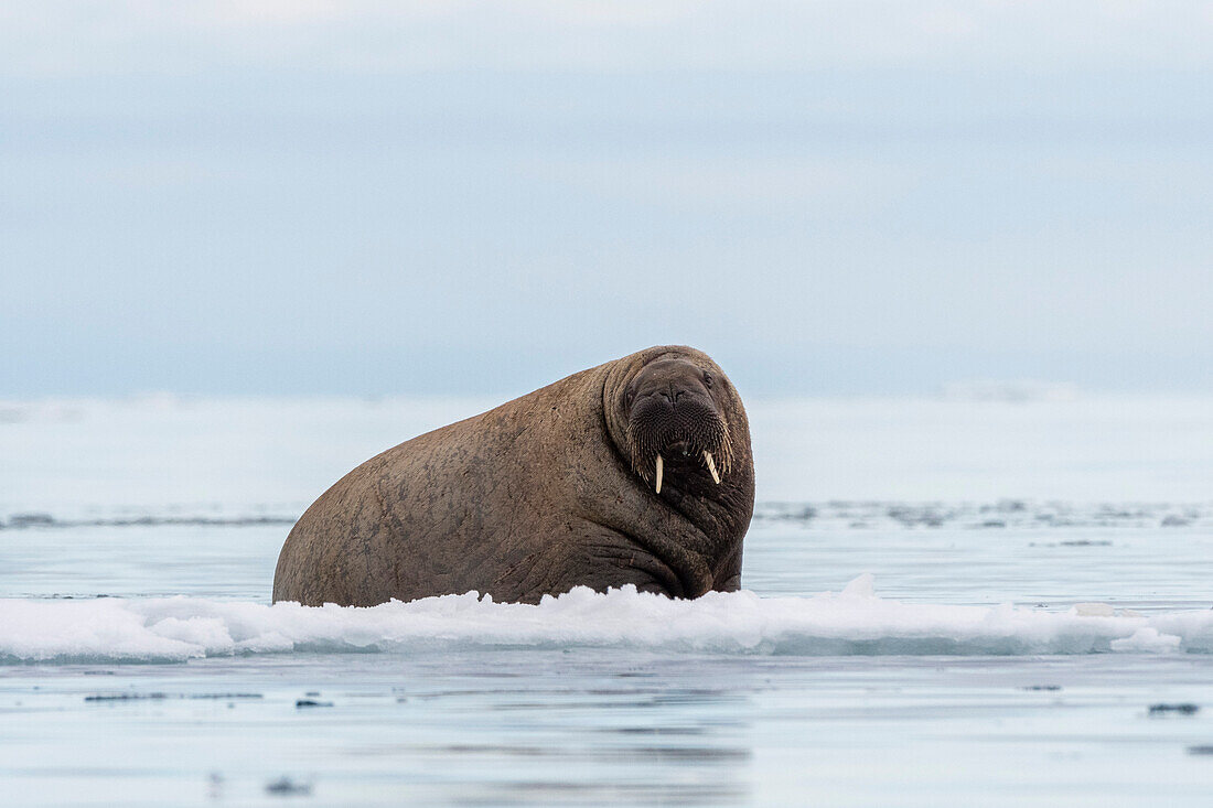 Ein Atlantisches Walross, Odobenus rosmarus, ruht sich auf dem Eis aus. Vibebukta, Austfonna, Nordaustl, Svalbard, Norwegen