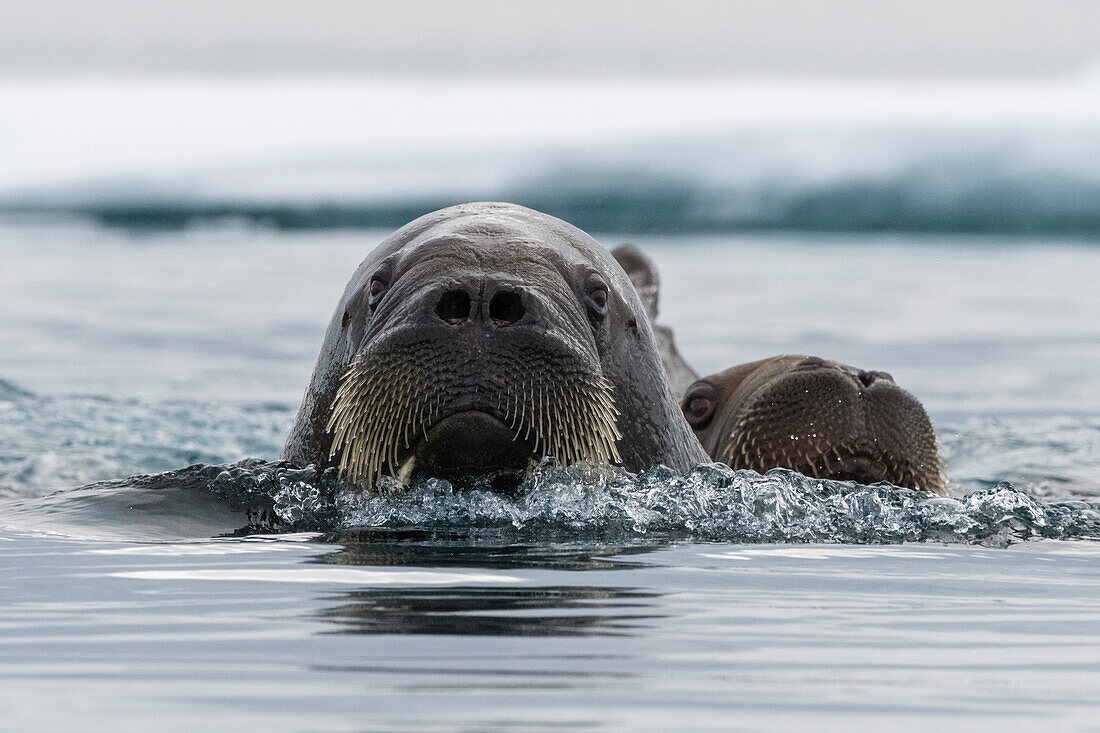 Atlantic walruses, Odobenus rosmarus, in Arctic water. Nordaustlandet, Svalbard, Norway