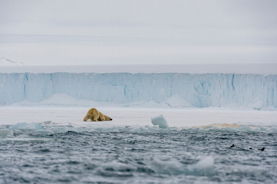 Ein Eisbär, Ursus maritimus, am südlichen Rand der Austfonna-Eiskappe. Nordaustlandet, Svalbard, Norwegen