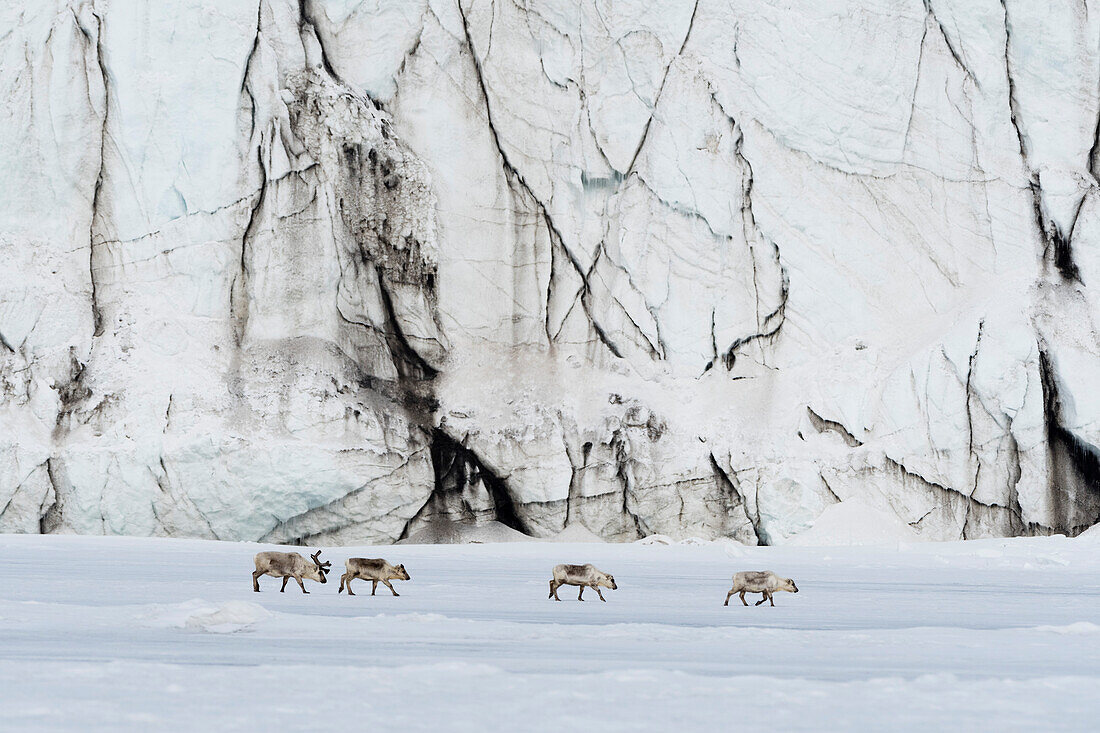 Spitzbergen-Rentiere, Rangifer tarandus, wandern entlang einer Gletscherfront. Svalbard, Norwegen