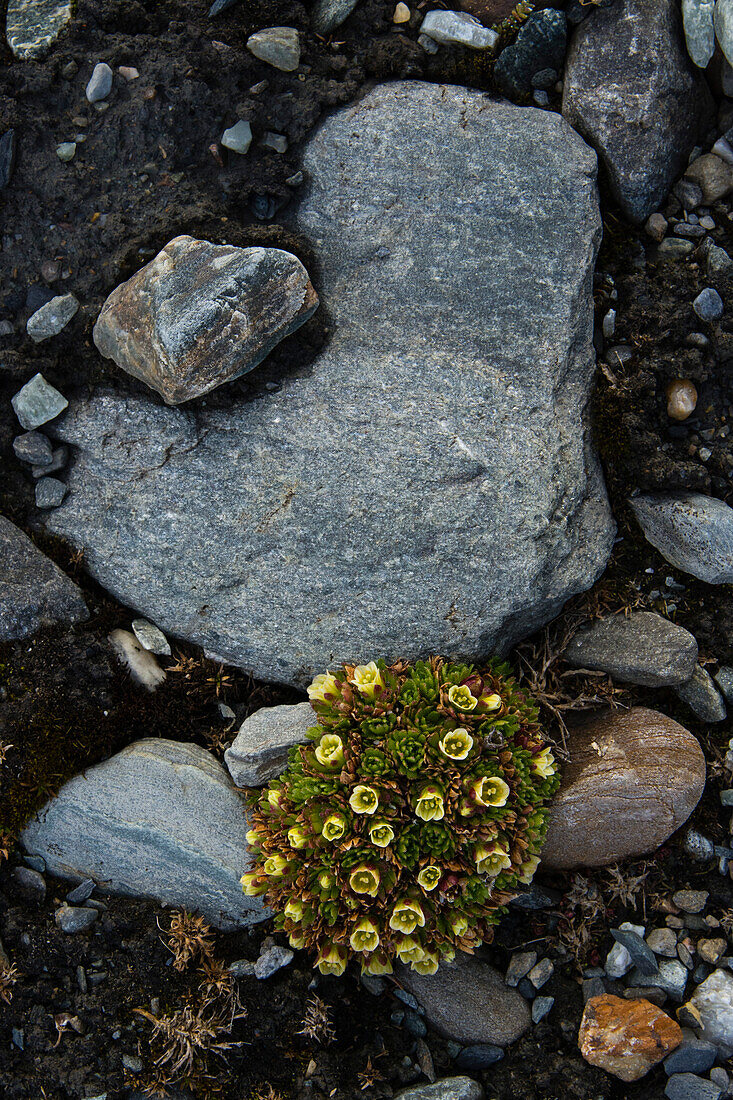 Tufted saxifrage in a rocky terrain {Saxifraga cespitosa}. Svalbard, Norway
