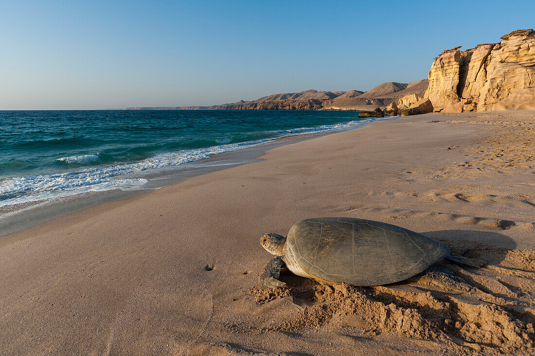 Eine grüne Meeresschildkröte, Chelonia mydas, kehrt nach der Eiablage ins Meer zurück. Ras Al Jinz, Oman.