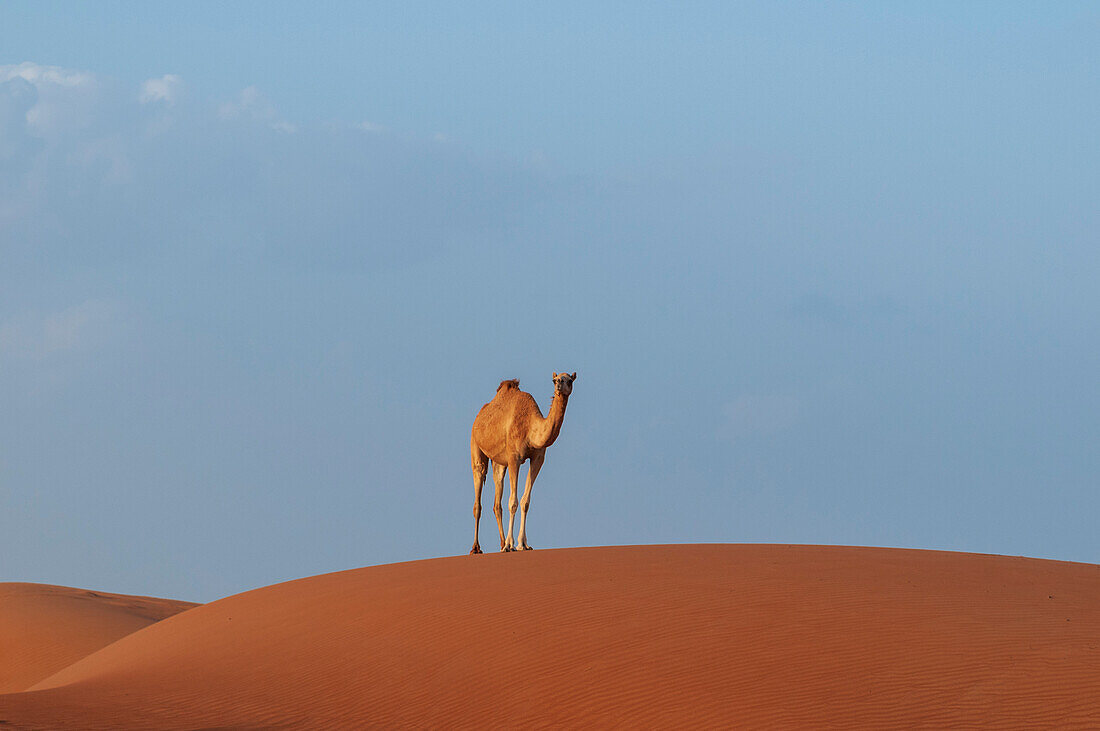 A wild camel standing atop a large sand dune in a vast desert. Wahiba Sands, Oman.