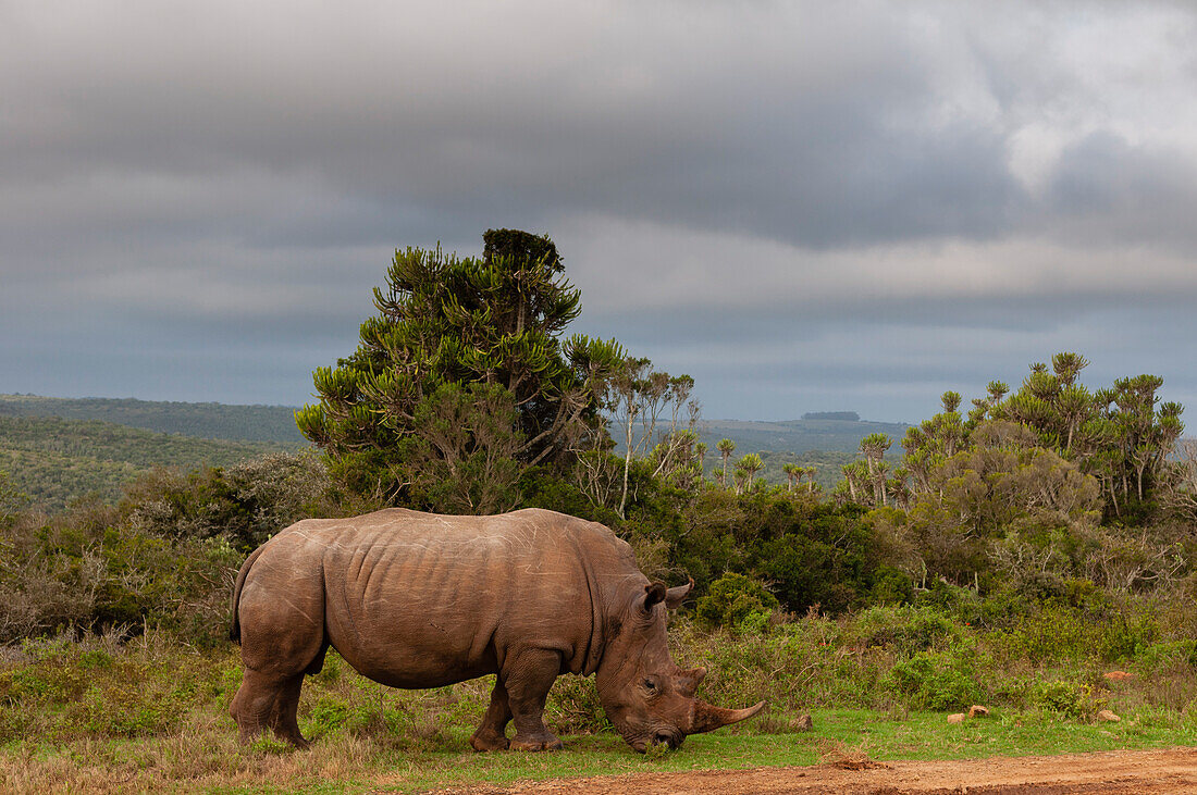 Ein Breitmaulnashorn, Caratotherium simum, beim Grasen. Ostkap, Südafrika