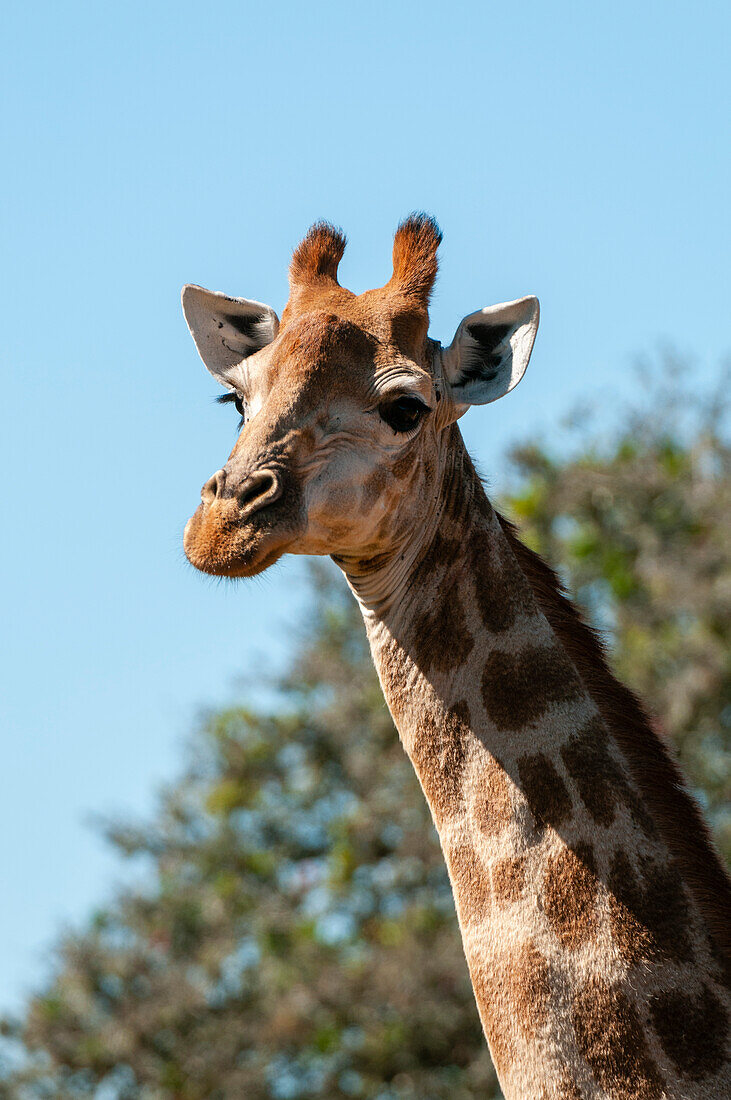 Porträt einer Südlichen Giraffe, Giraffa camelopardalis. Ostkap, Südafrika