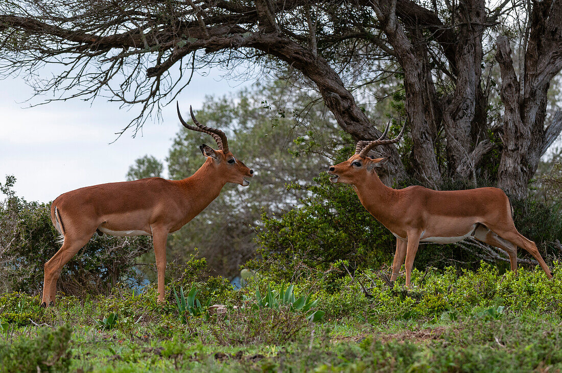 Zwei Impalas, Aepyceros melampus, im Kampf. Östliches Kap, Südafrika