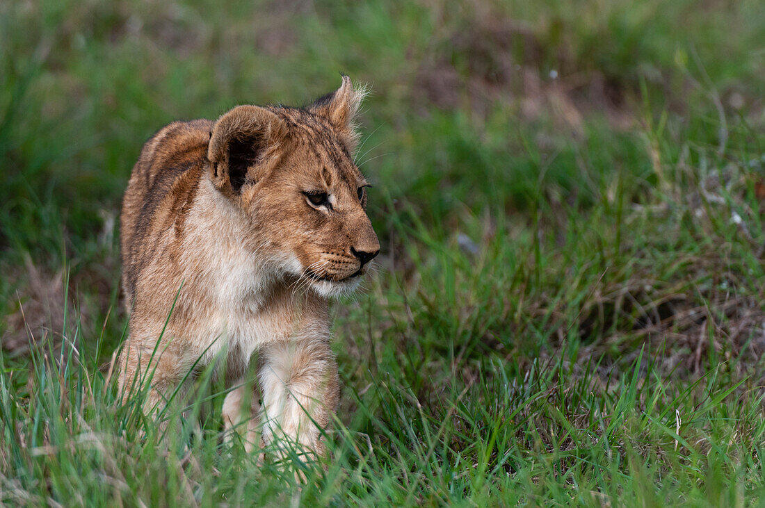 Ein Löwenjunges, Panthera leo, läuft im Gras. Östliches Kap, Südafrika