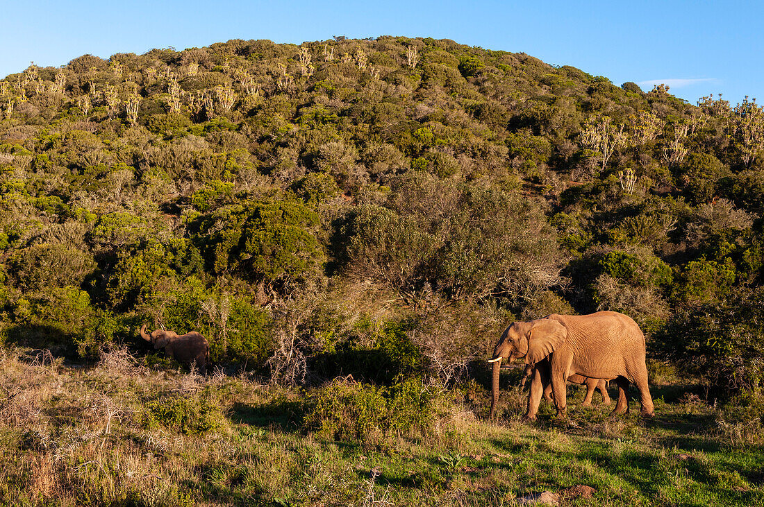 African elephants, Loxodonta africana, walking in the bush. Eastern Cape South Africa