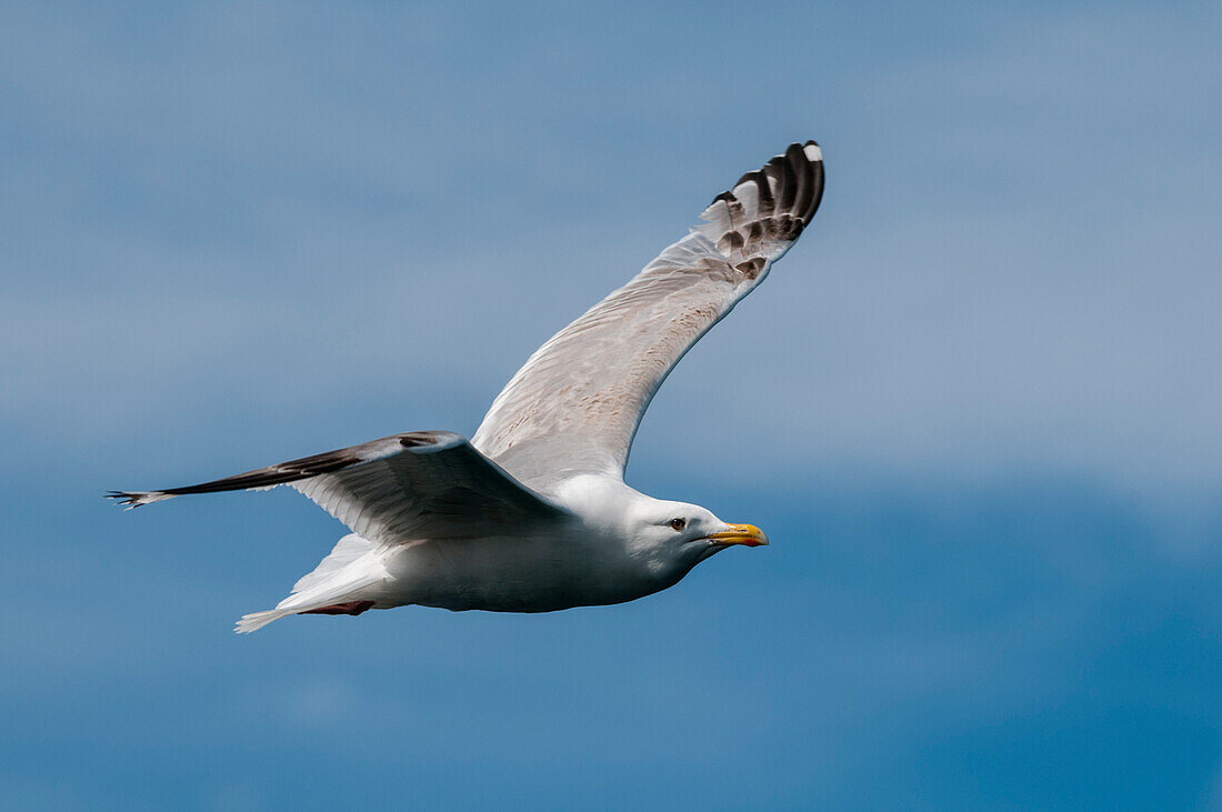 Eine Möwe im Flug. Svartisen, Norwegen.