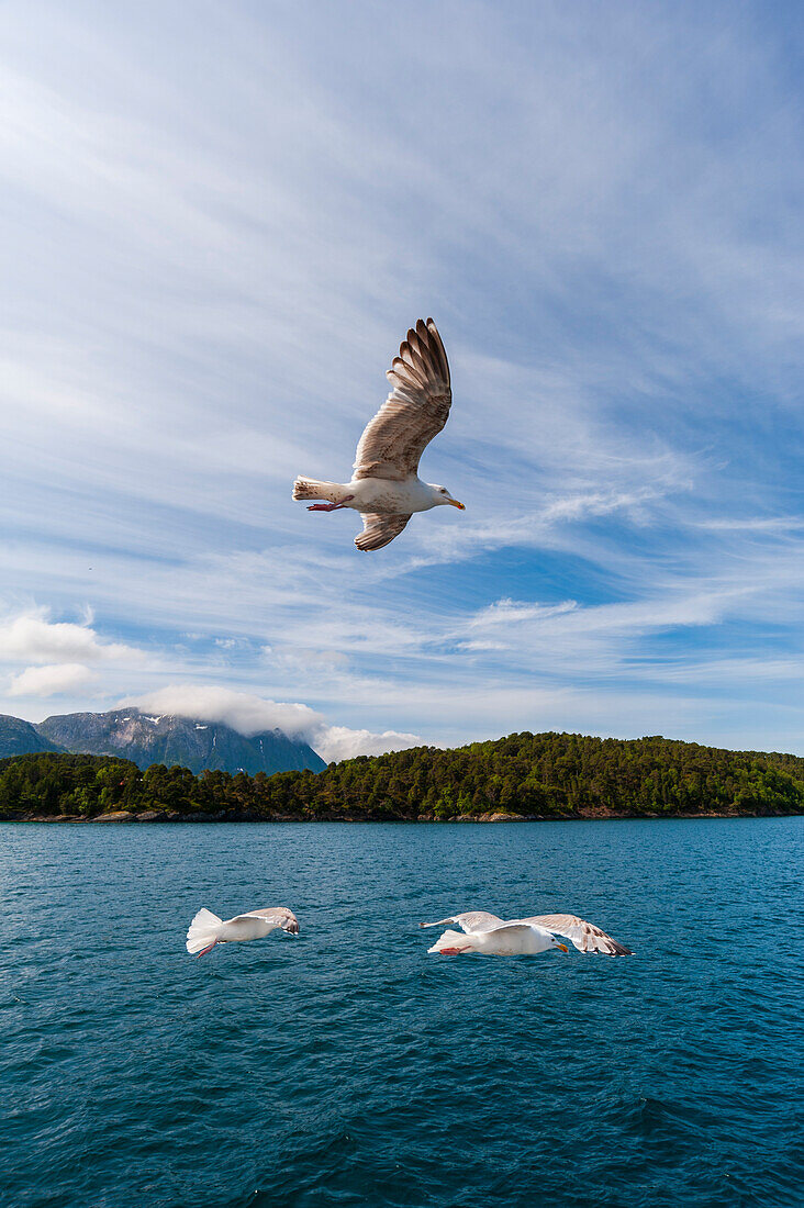 Seemöwen im Flug über dem Hollandsfjord. Hollandsfjord, Svartisen, Norwegen.