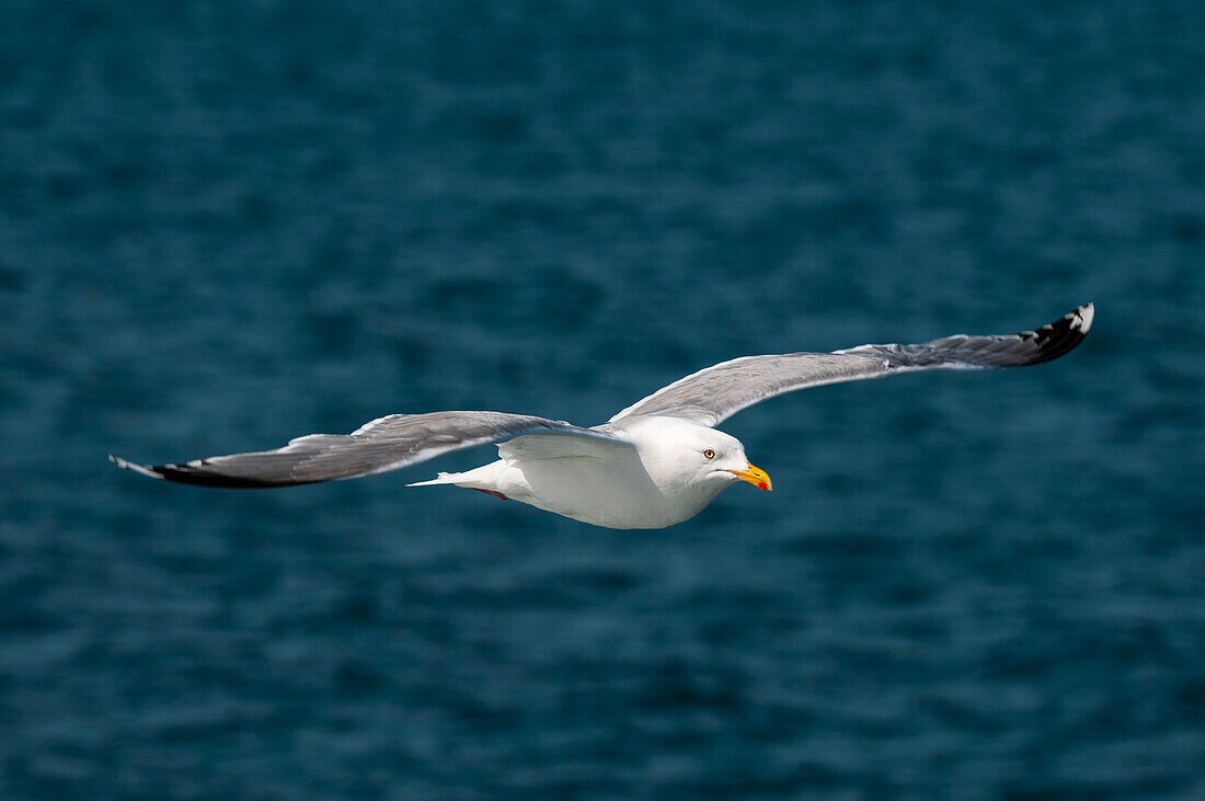 Eine Möwe fliegt über dem Holandsfjord. Svartisen, Norwegen.