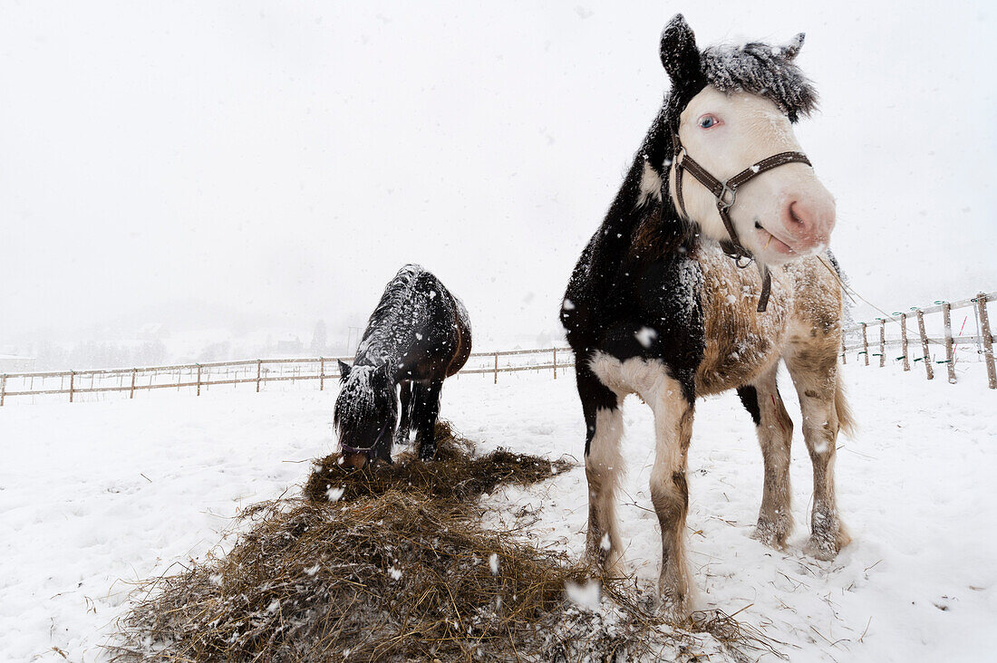 Two horses, one with blue eyes, in a snow shower. Gausvik, Troms, Norway.