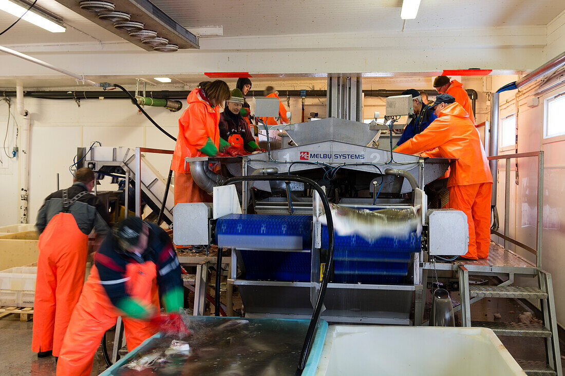 Männer in hellen Overalls arbeiten in einer Kabeljau verarbeitenden Fabrik. Nordmela, Vesteralen-Inseln, Nordland, Norwegen.