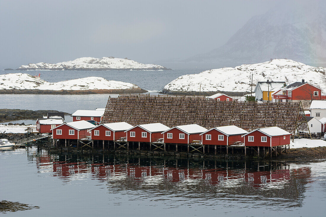 Red houses and cod fish on a drying rack. Svolvaer, Lofoten Islands, Nordland, Norway.