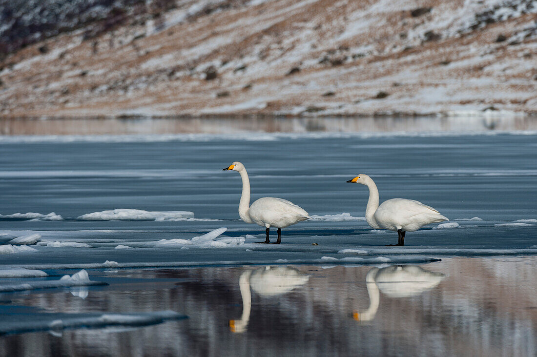 Zwei Singschwäne, Cygnus cygnus, in einer eisigen Wasserlandschaft. Vestvagoy, Lofoten-Inseln, Nordland, Norwegen.