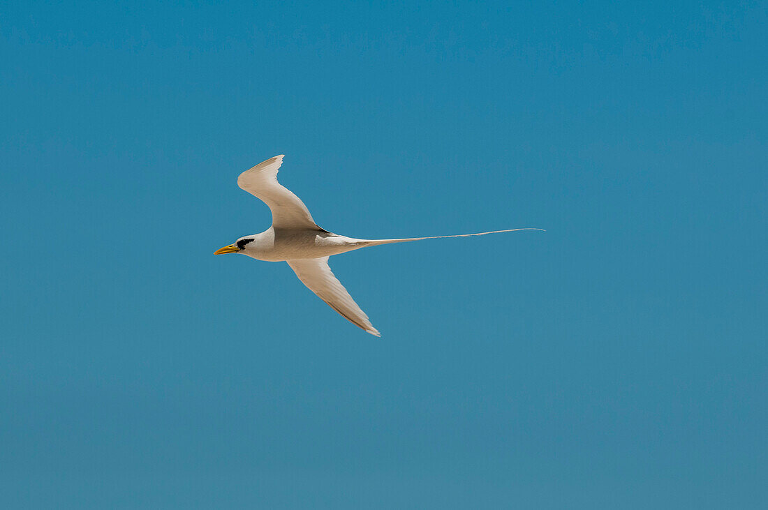 Portrait of a white-tailed, or yellow-billed tropicbird, Phaethon lepturus, in flight. Fregate Island, Republic of the Seychelles.