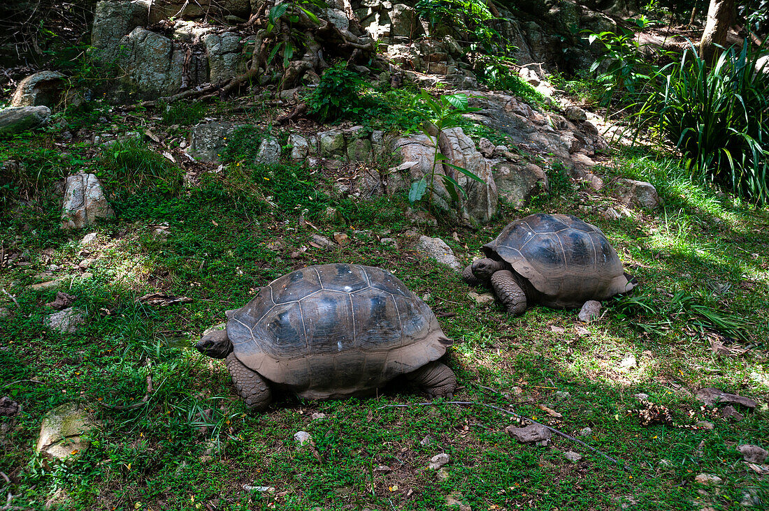 Two Aldabra tortoises, Dipsochelys dussumieri, walking in the shade. Fregate Island, The Republic of the Seychelles.