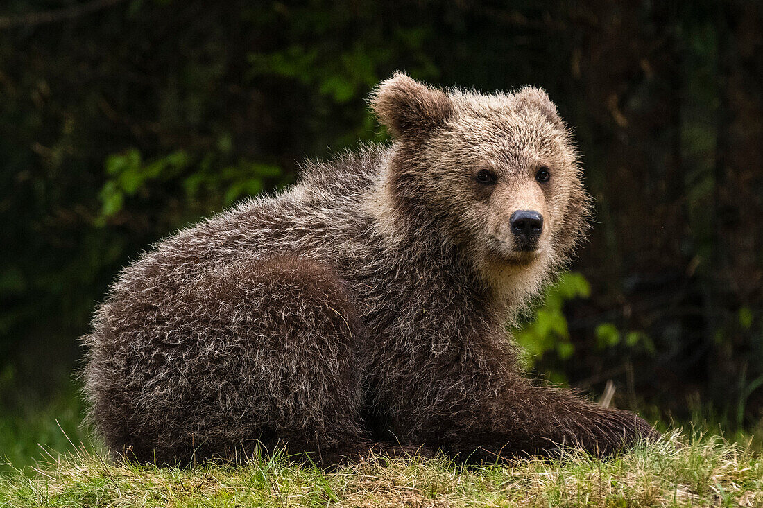 Ein junger europäischer Braunbär, Ursus arctos, schaut in die Kamera. Notranjska, Slowenien